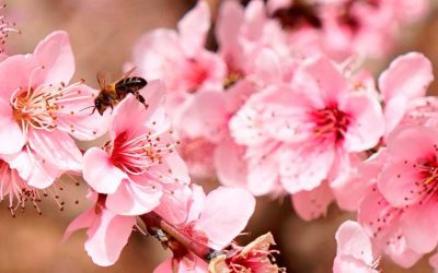 Los metabolitos secundarios de las plantas