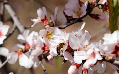 Verdades y mentiras sobre los bioestimulantes agrícolas