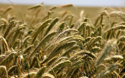 Agri Biostimulants 2019