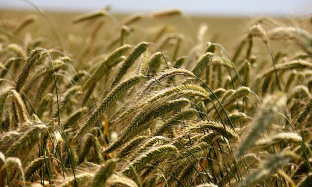 Agri Biostimulants 2019