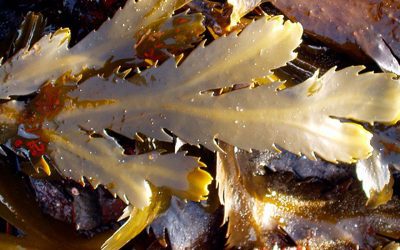 Fucus serratus en agricultura