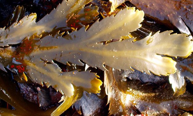 Fucus serratus en agricultura