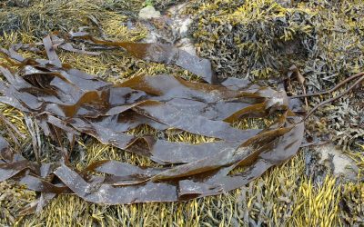 Laminaria digitata
