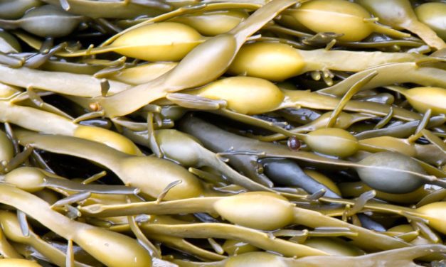 Ascophyllum nodosum en agricultura