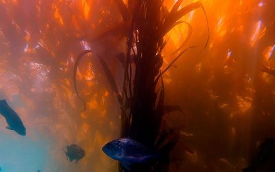 Las algas Kelp para uso agrícola
