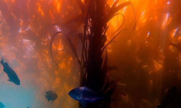 Las algas Kelp para uso agrícola