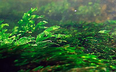 Las algas verdes y los bioestimulantes