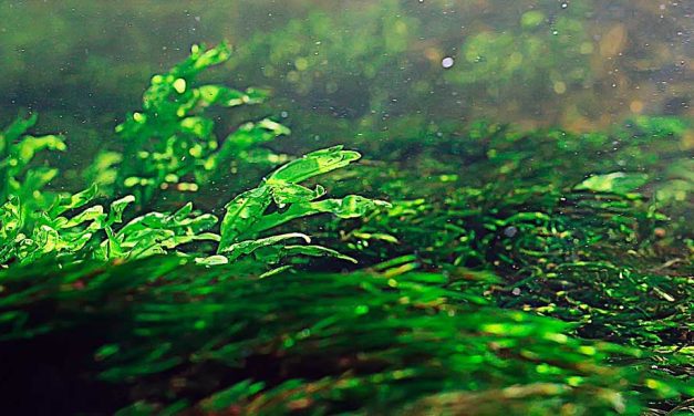 Las algas verdes y los bioestimulantes