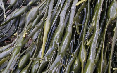 Extractos de algas en los bioestimulantes agrícolas