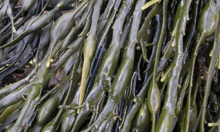 Extractos de algas en los biestimulantes agrícolas