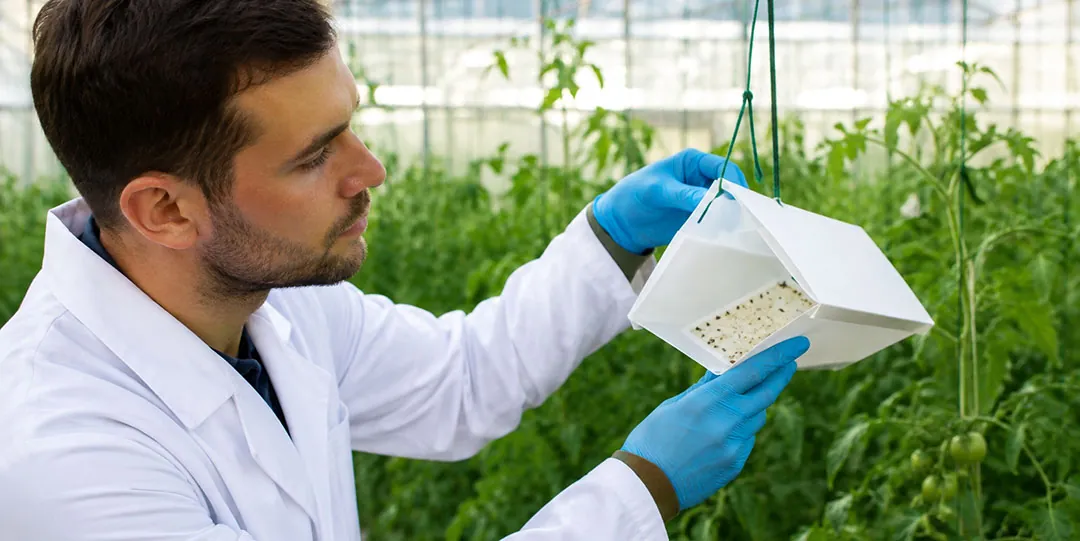Comprobando un método de biocontrol Comprobando un método de biocontrol