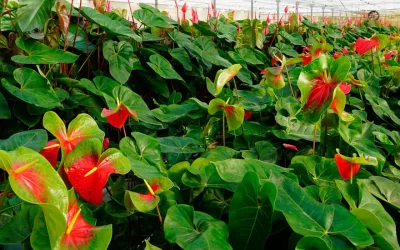 Recogida de envases agrícolas vacíos