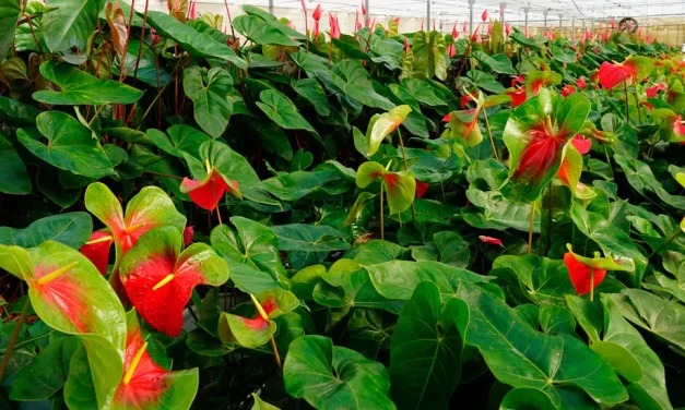 Recogida de envases agrícolas vacíos