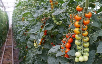 Las fitoalexinas como mecanismo de defensa de las plantas