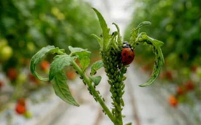 Las kairomonas en biocontrol