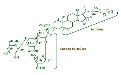 Las saponinas en los bioestimulantes