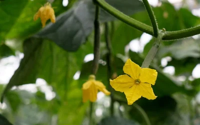 Inductores fisiológicos para las plantas
