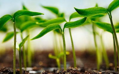 Biostimulants World Congress 2019