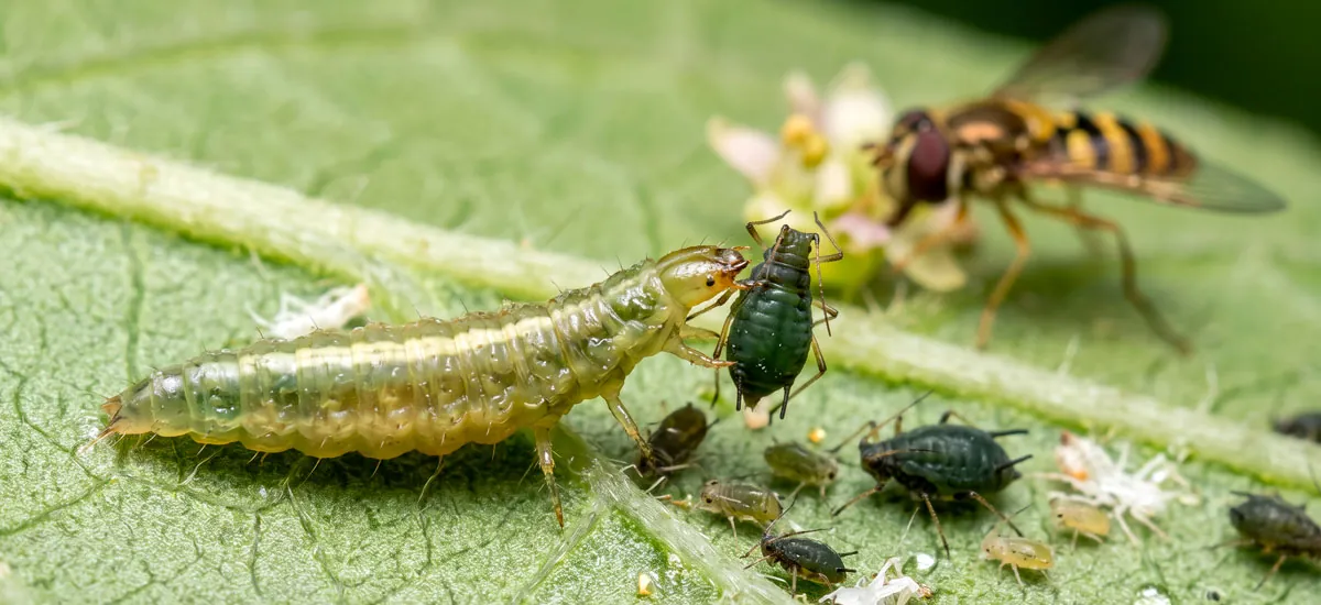Biocontrol y polinización con sírfidos