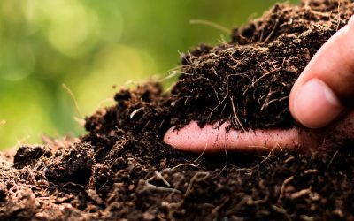 El microbioma agrícola