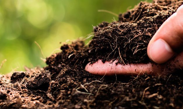 El microbioma agrícola