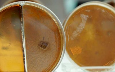 Los bioestimulantes en la biorremediación