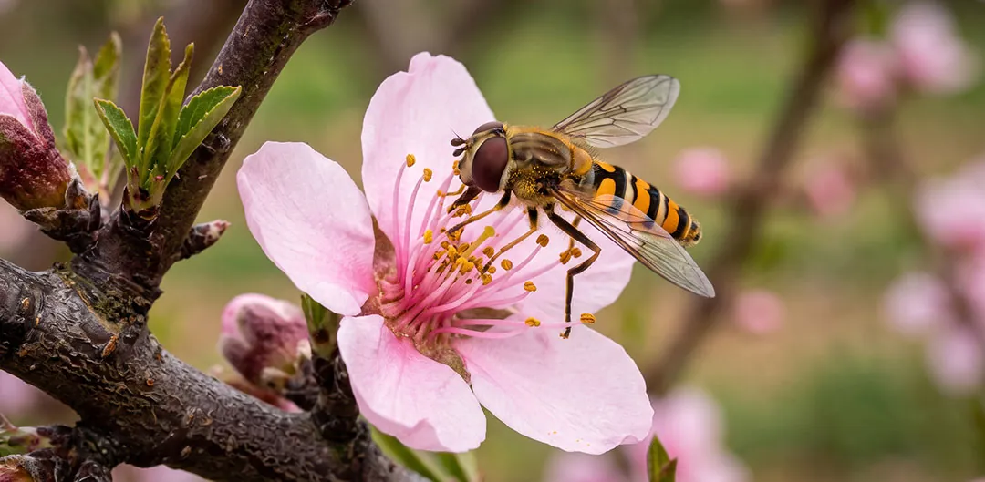 Mosca de sírfidos polinizando una flor de melocotonero