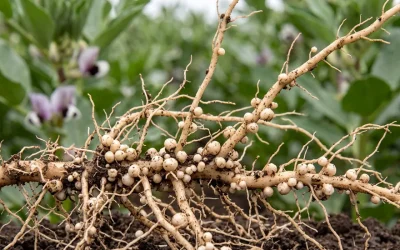 Las bacterias fijadoras de nitrógeno en la agricultura
