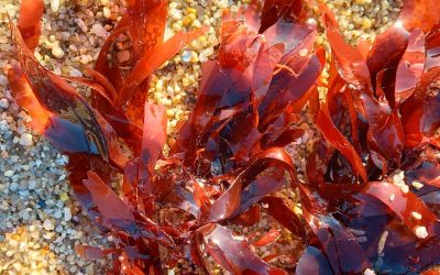 Palmaria palmata