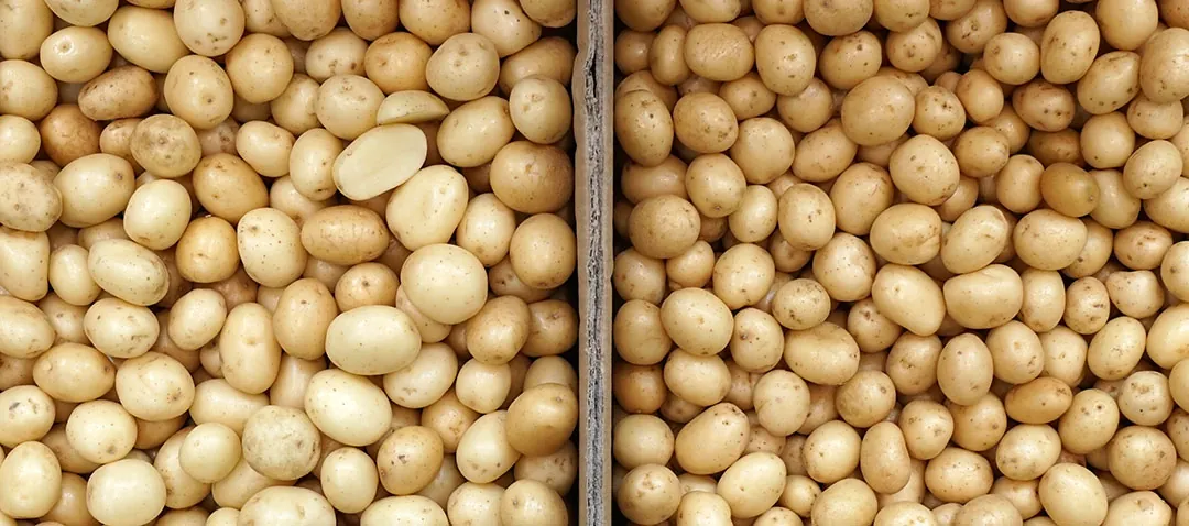 Patatas de calibre pequeño Patatas de calibre pequeño