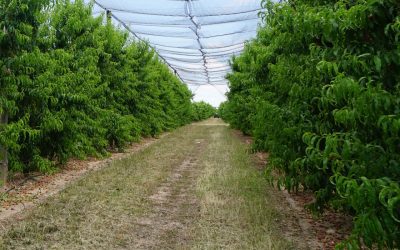 Bioestimulantes, los fertilizantes del futuro