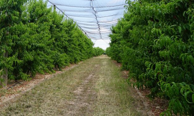 Bioestimulantes, los fertilizantes del futuro