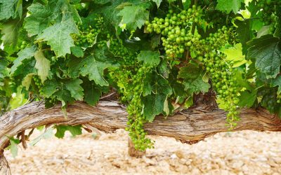 Aplicación de bioestimulantes ante el estrés vegetal