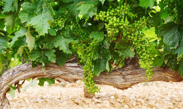 Aplicación de bioestimulantes ante el estrés vegetal